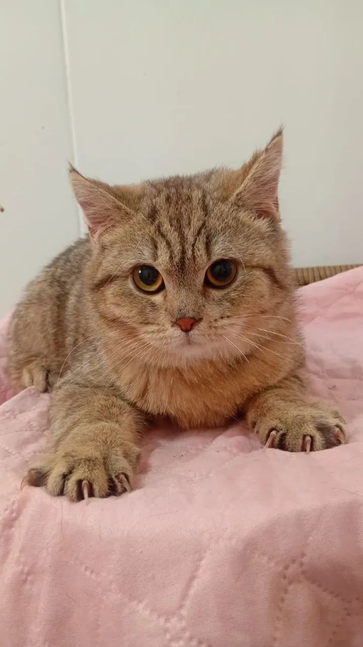 Gato britsh shorther - Foto 4