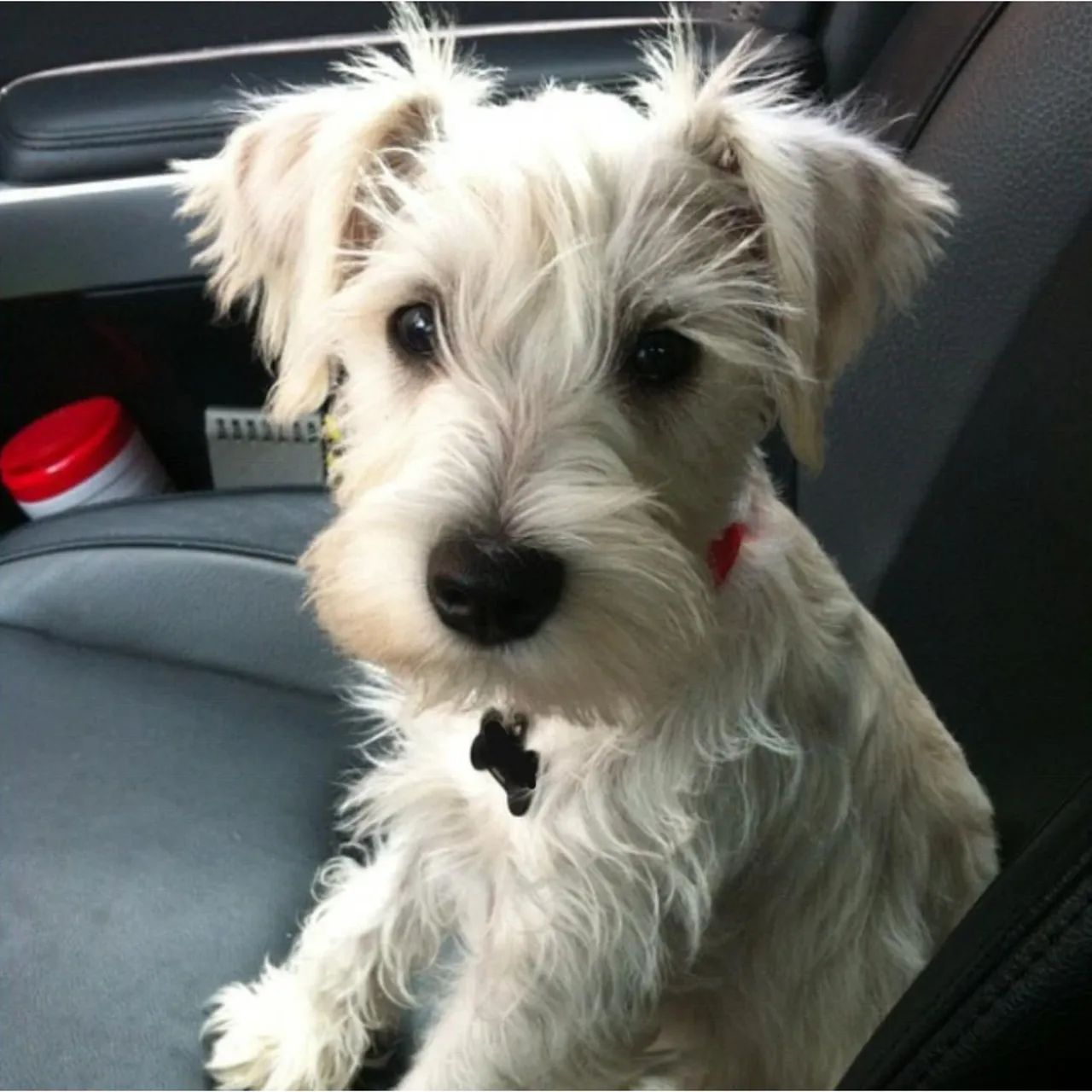 Schnauzer nas cores sal e pimenta,  preta e branco  - Foto 2