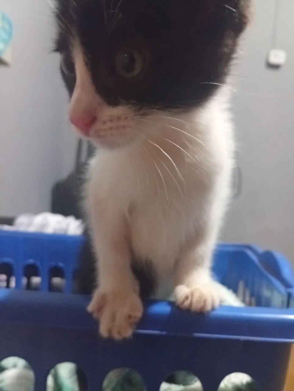 Doação de gatinha  - Foto 2
