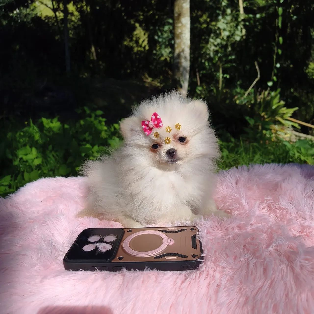 Shih tzu  - Foto 5
