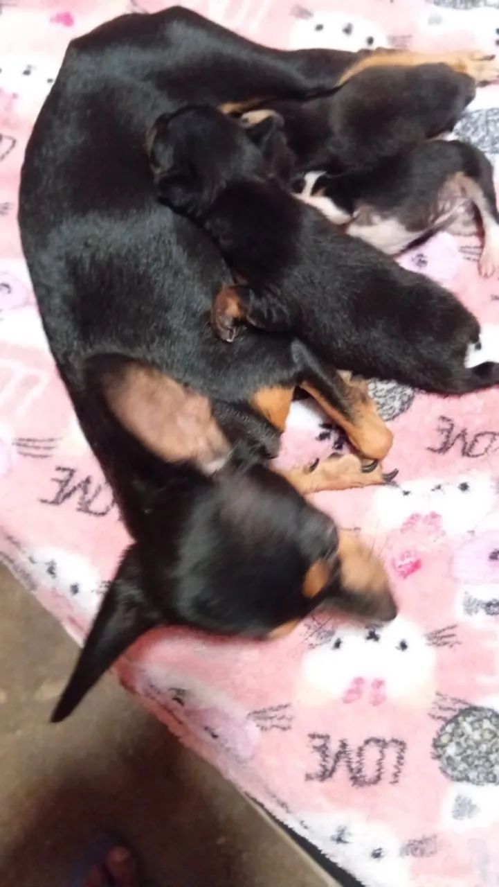 Cachorro pinche 01 - Foto 4
