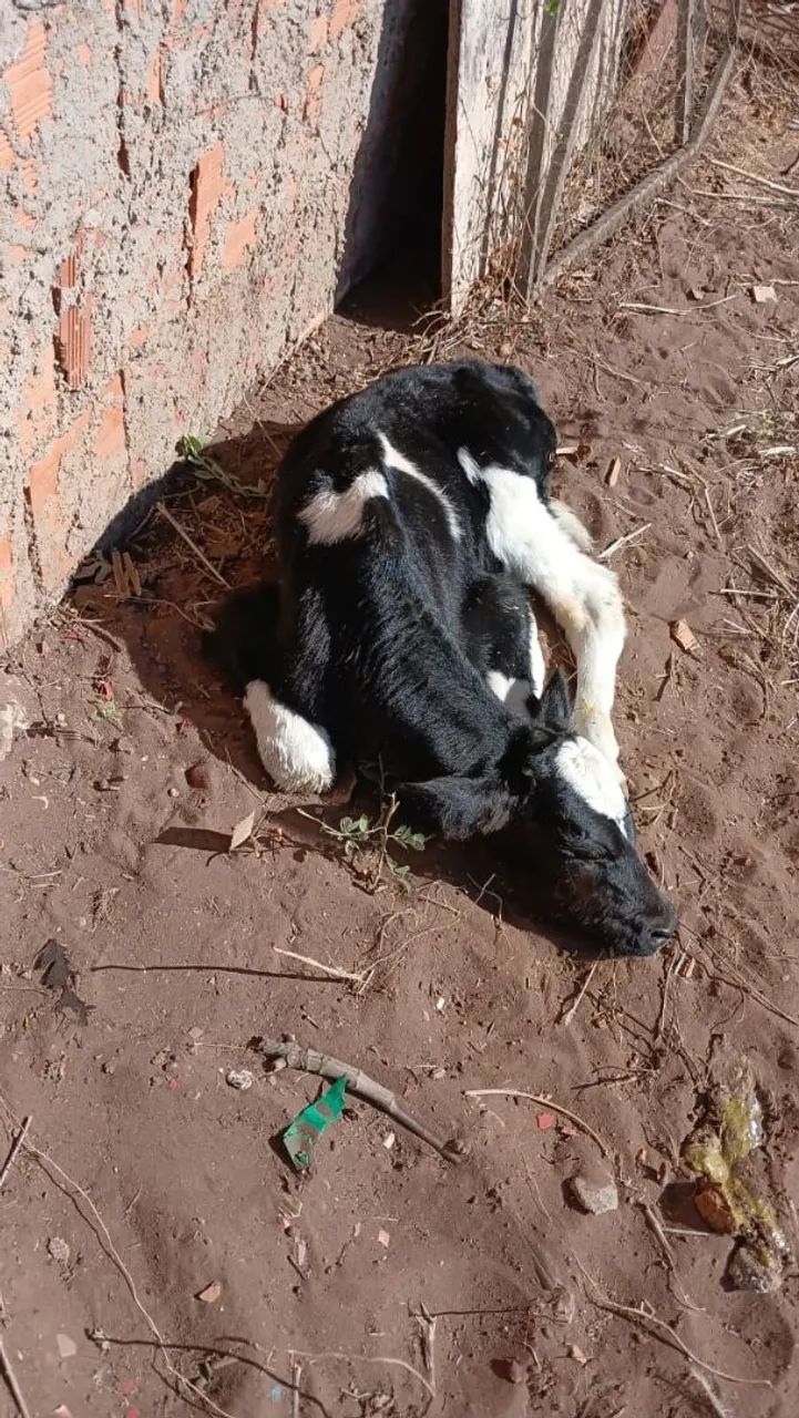 Bezerro - Foto 2