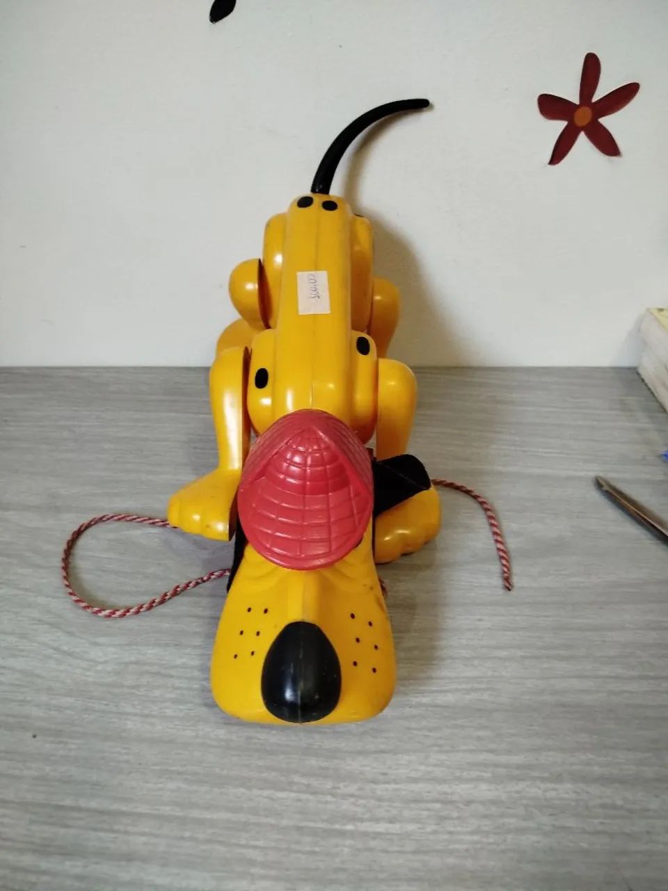 Cachorro xereta estrela  - Foto 2