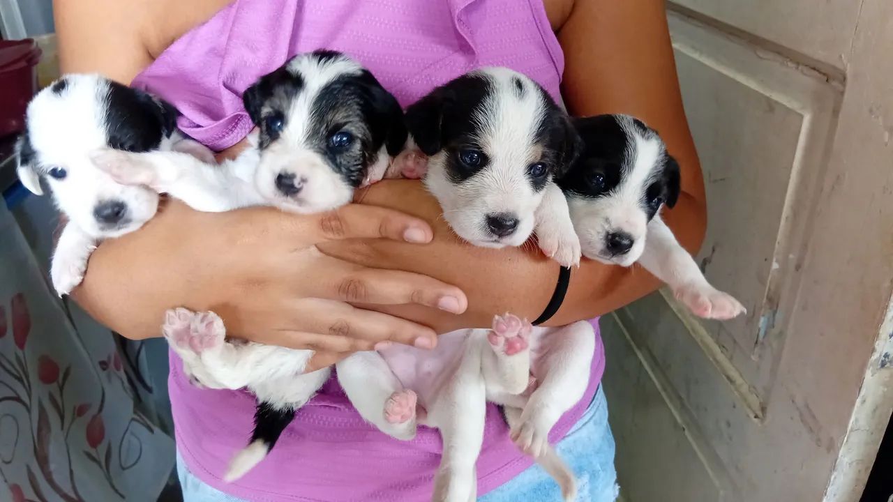 Doação  - Foto 4