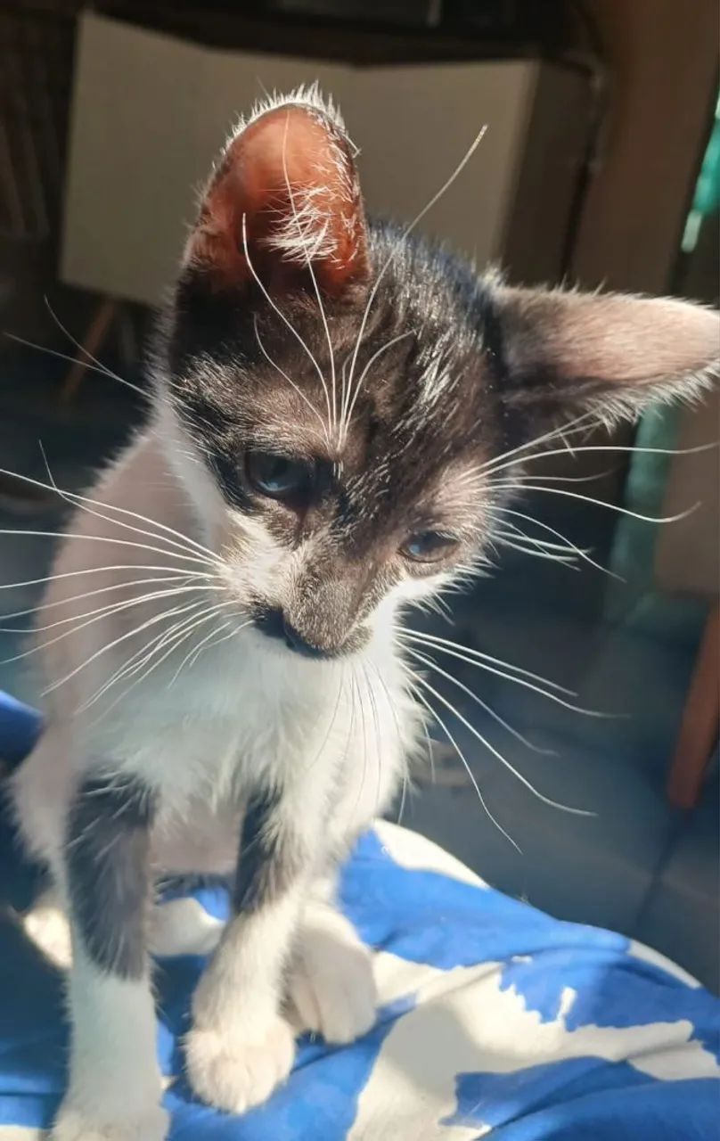 Gatos pra adoção responsável 