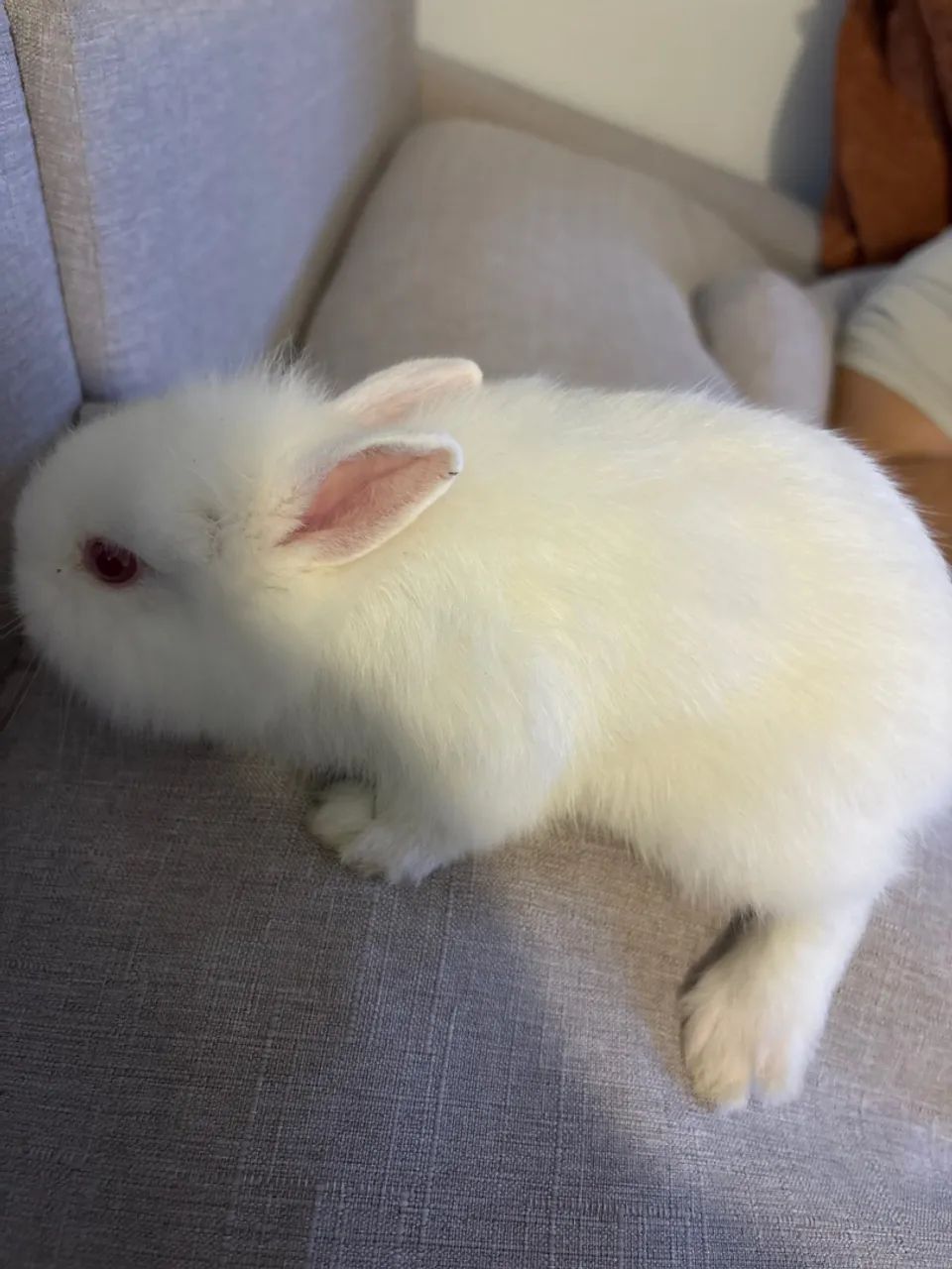 Mini coelho