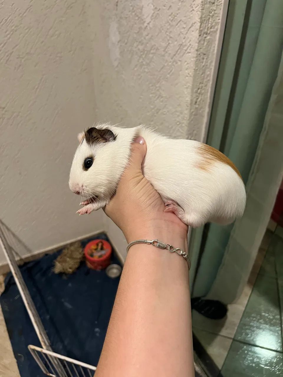 Porquinho da índia inglês 