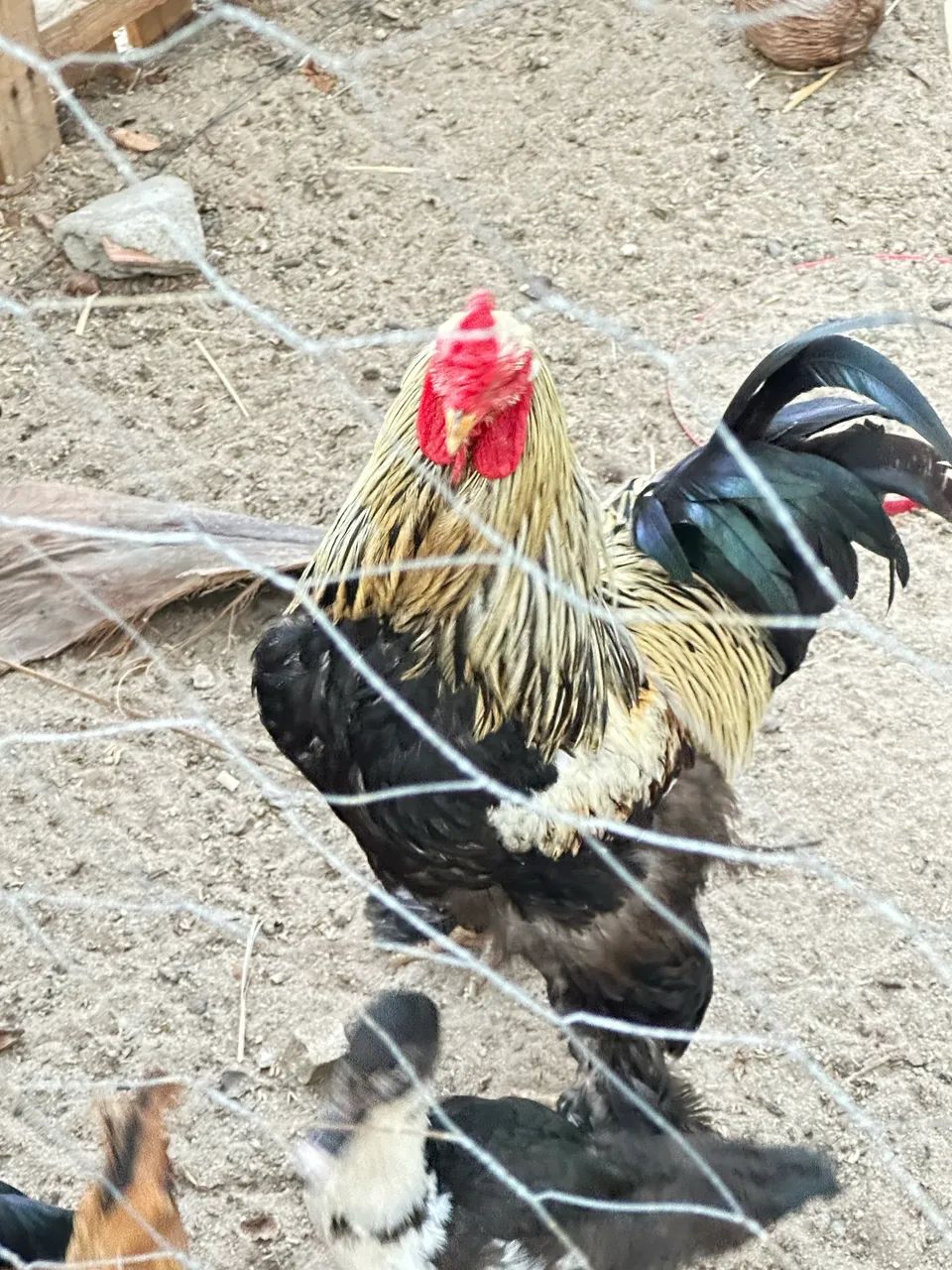 Galo Brahma  - Foto 3