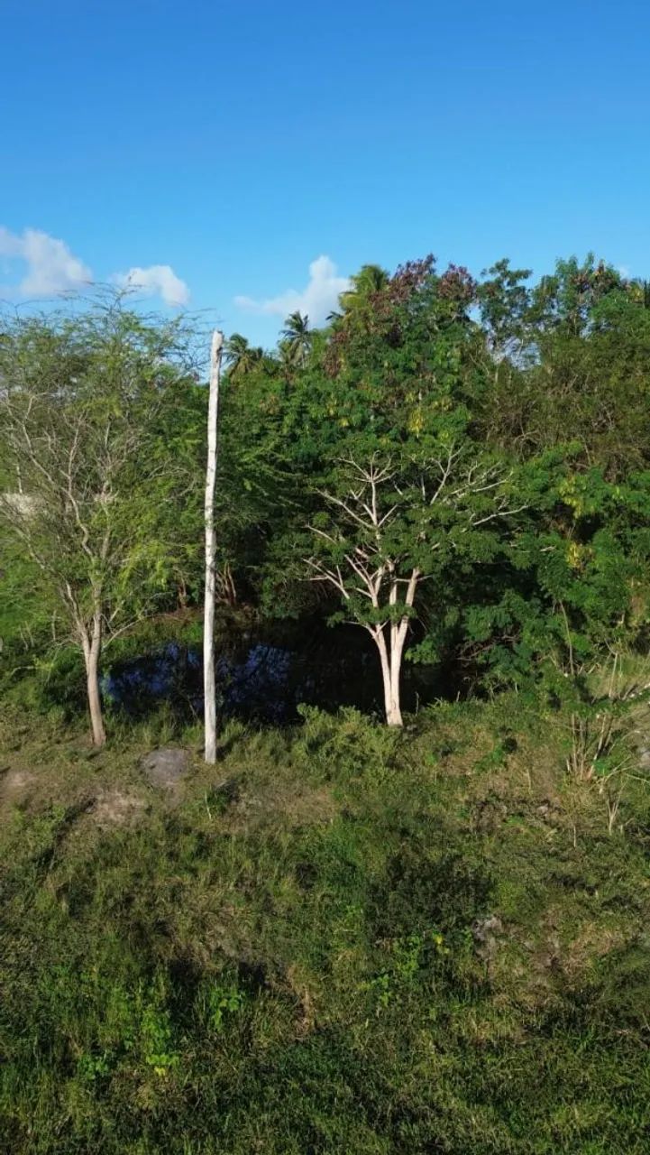 Granja de jadson da pamonha - Foto 2