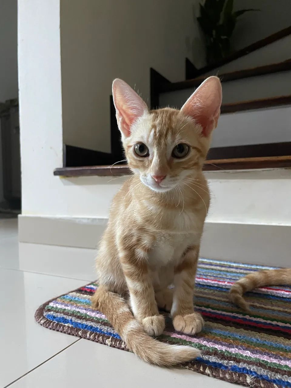 Doação de gatinhos laranjas - Foto 4