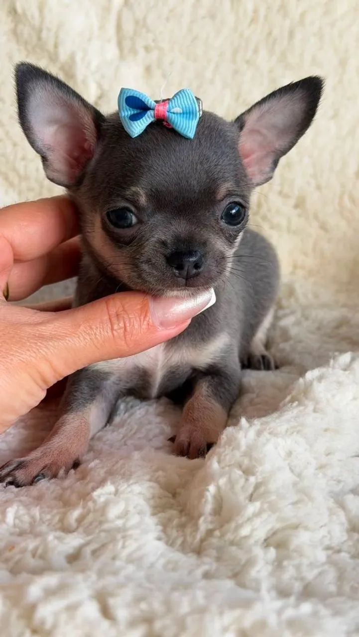Chihuahua 