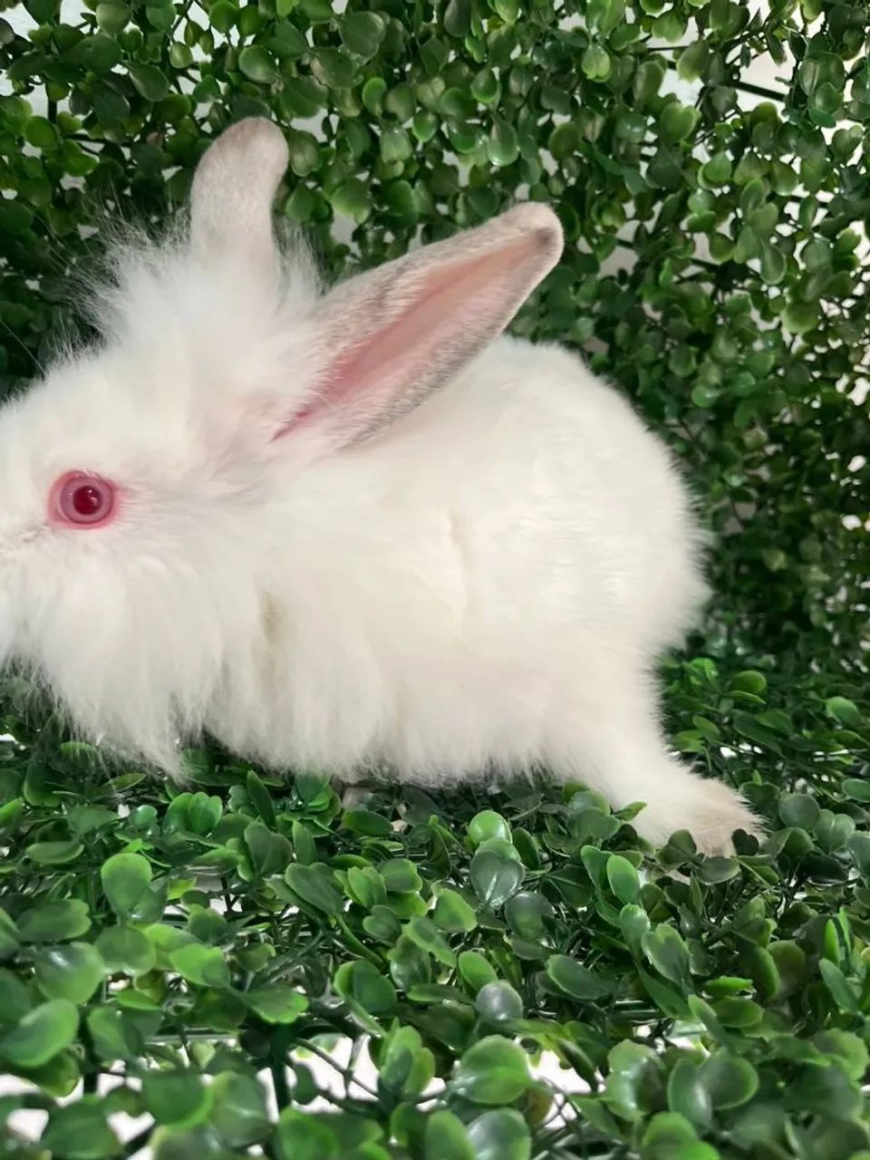 Coelho filhote Mini Lion - Foto 4