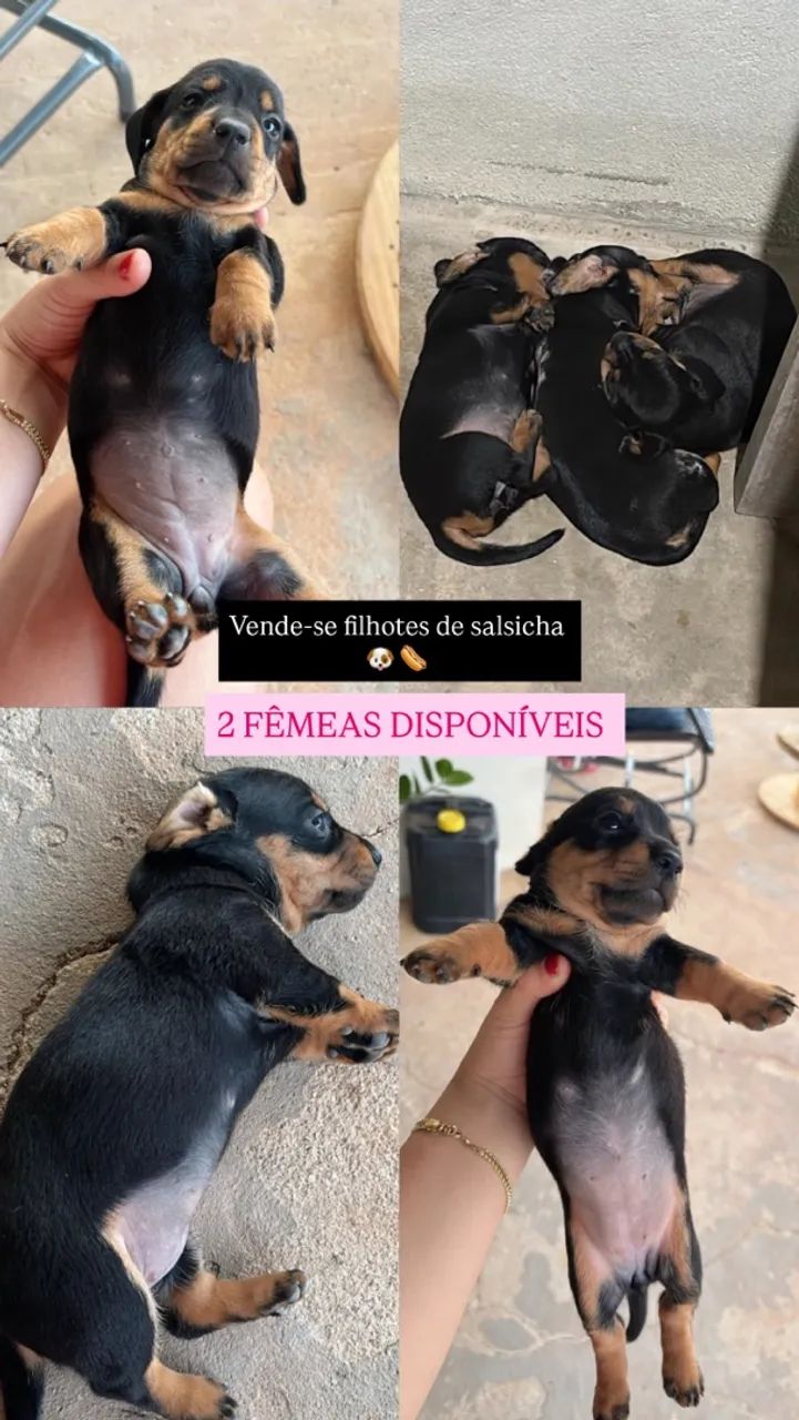 FILHOTES DE DASCHUND SALSICHA  - Foto 4