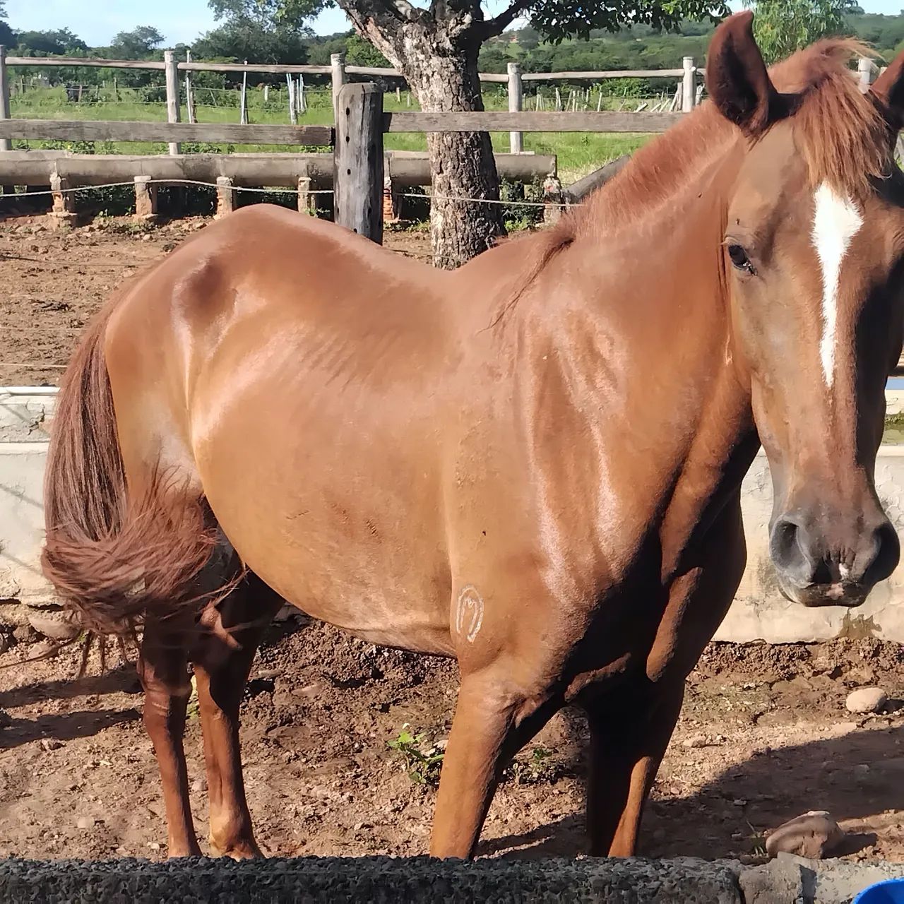 Cavalo - Foto 4