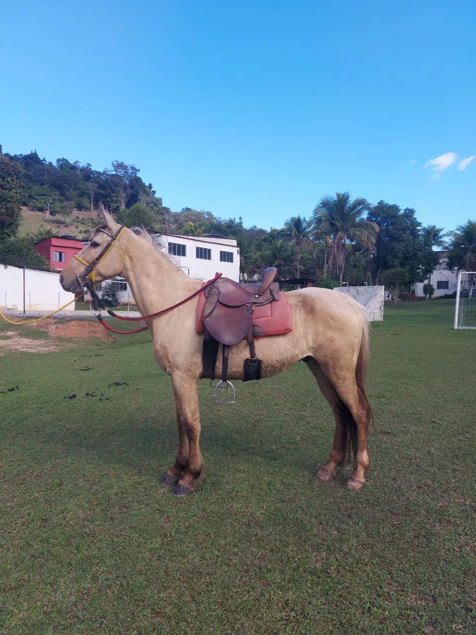 Cavalo castrado de marcha picada 