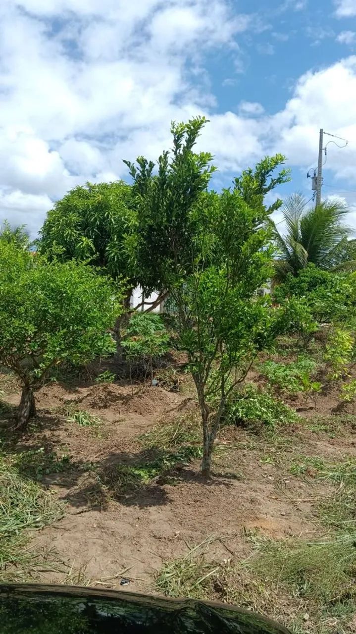 Vende-se uma casa com fruteiras colocando. - Foto 4