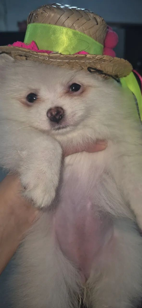 Spitz alemão