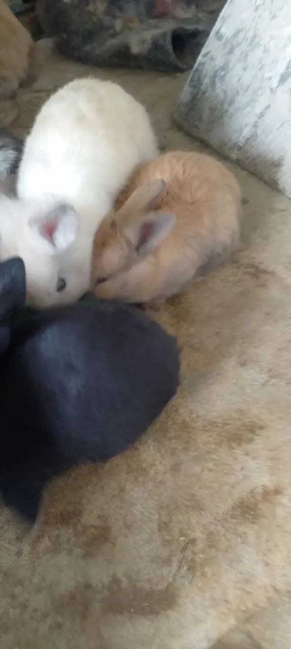 Coelho mini lop - Foto 3