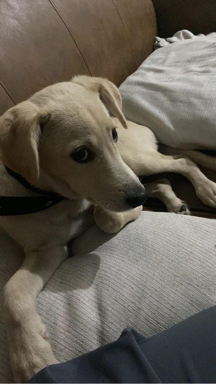 Doando cachorro - Foto 2