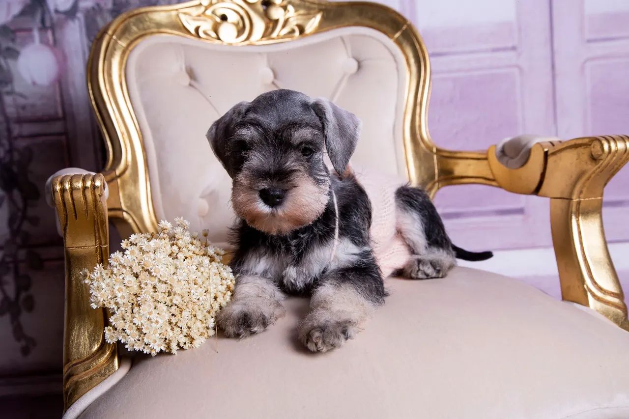 Schnauzer miniatura  - Foto 5
