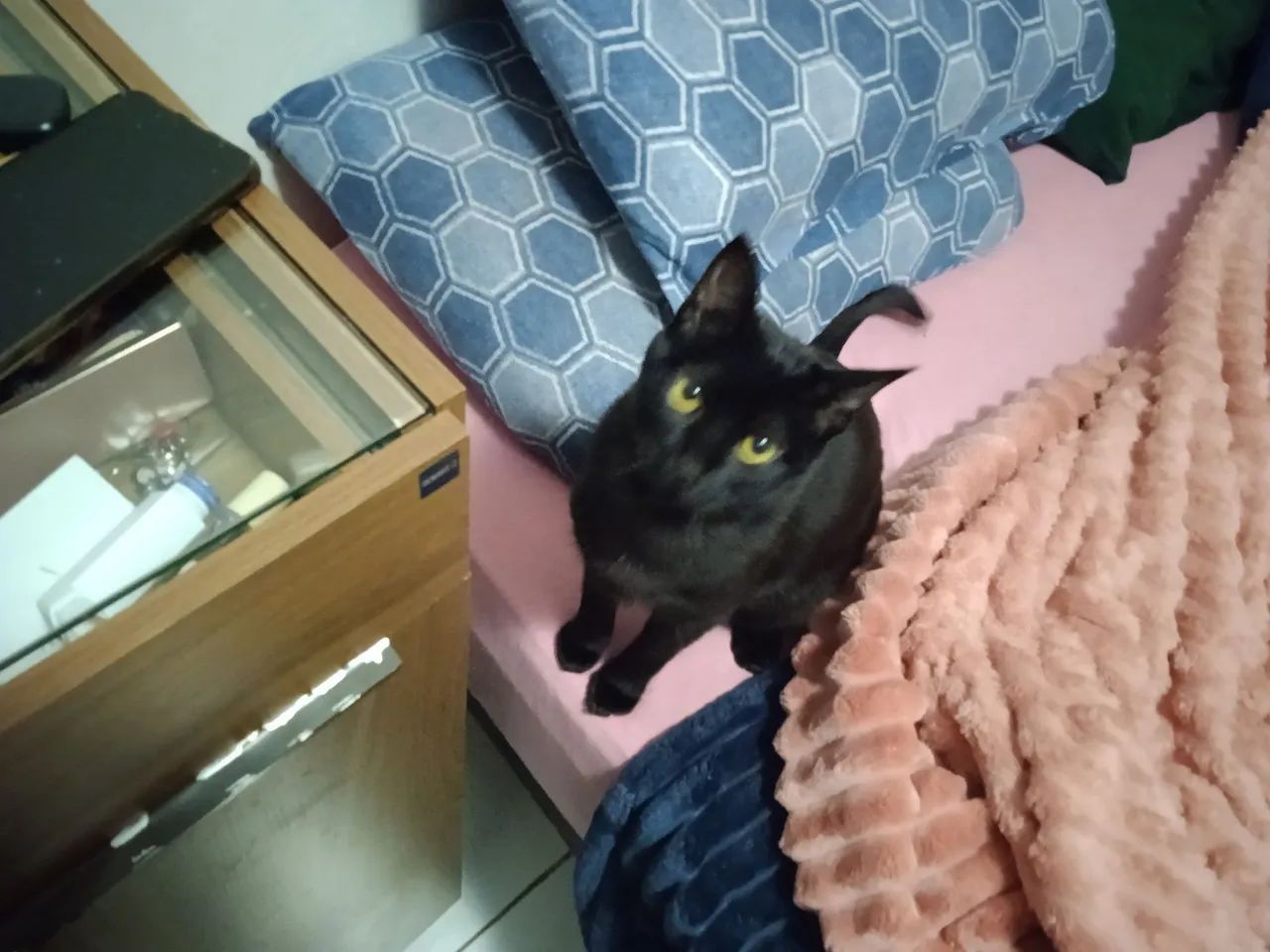 Gatos para adoção - CASAL - Foto 4