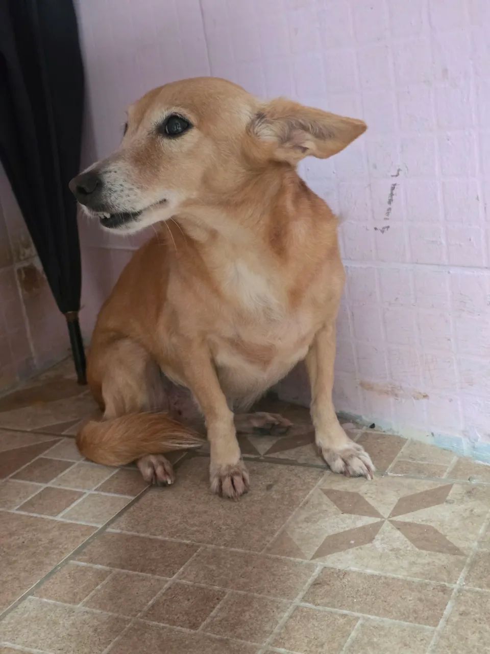 Adoção responsável 