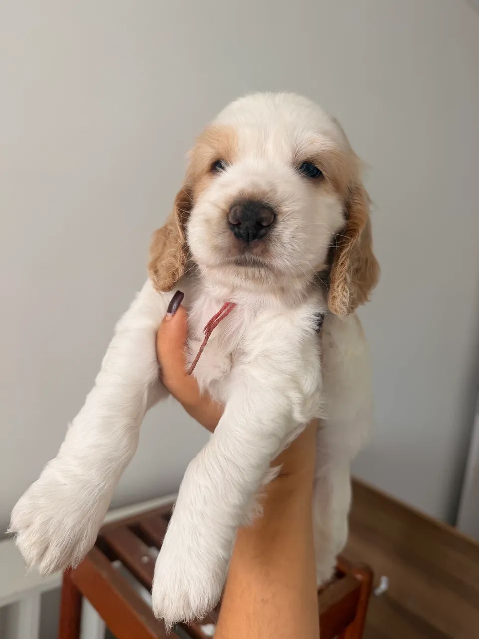 Canil Cocker Royale - Venda de filhotes de Cocker Spaniel Inglês  - Foto 3