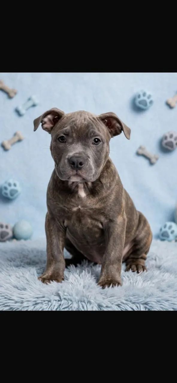 American bully - Foto 4