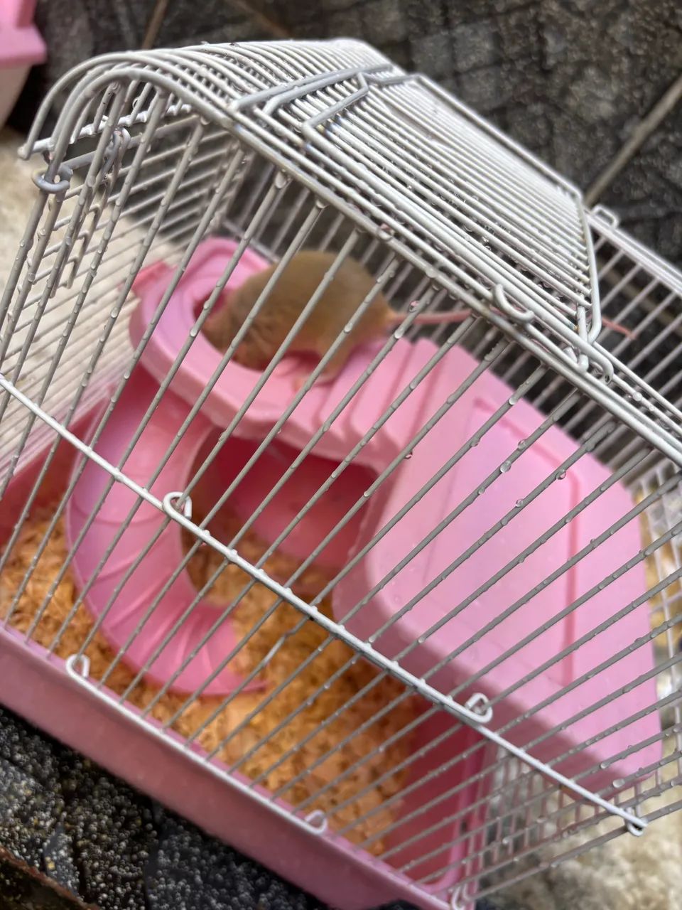 Mini ratinho de estimação  - Foto 5