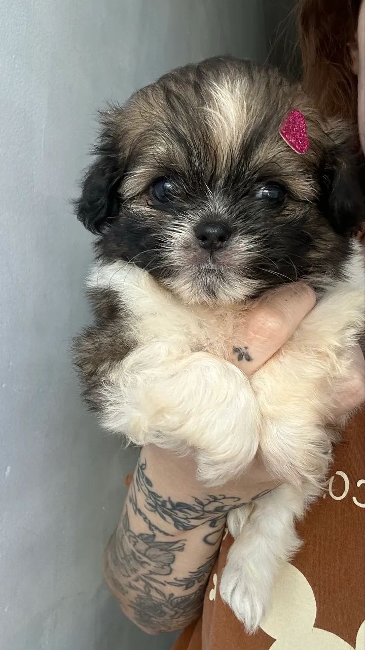 Bebezinhos shihtzu - Foto 3