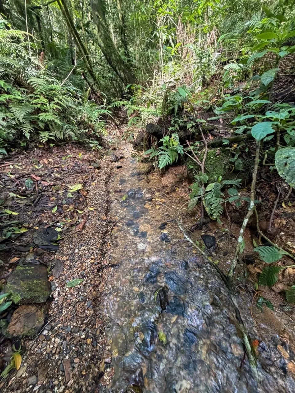 OPORTUNIDADE!! sitio com vista exclusiva para as serras - Foto 4