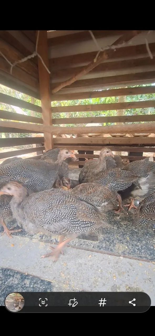 Galinha da angola novas - Foto 3