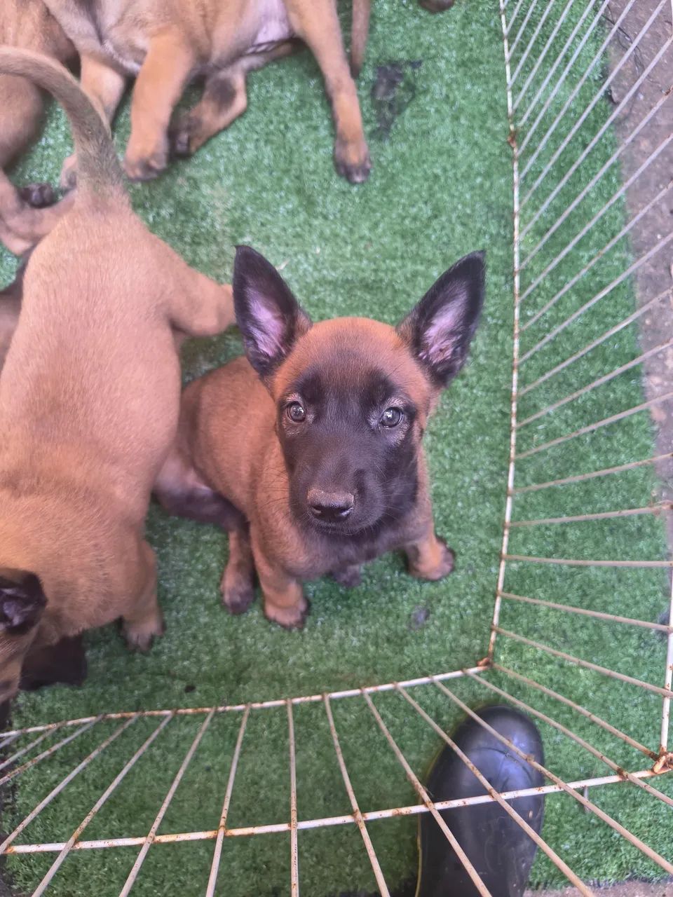 Pastor Belga Malinois - Foto 4
