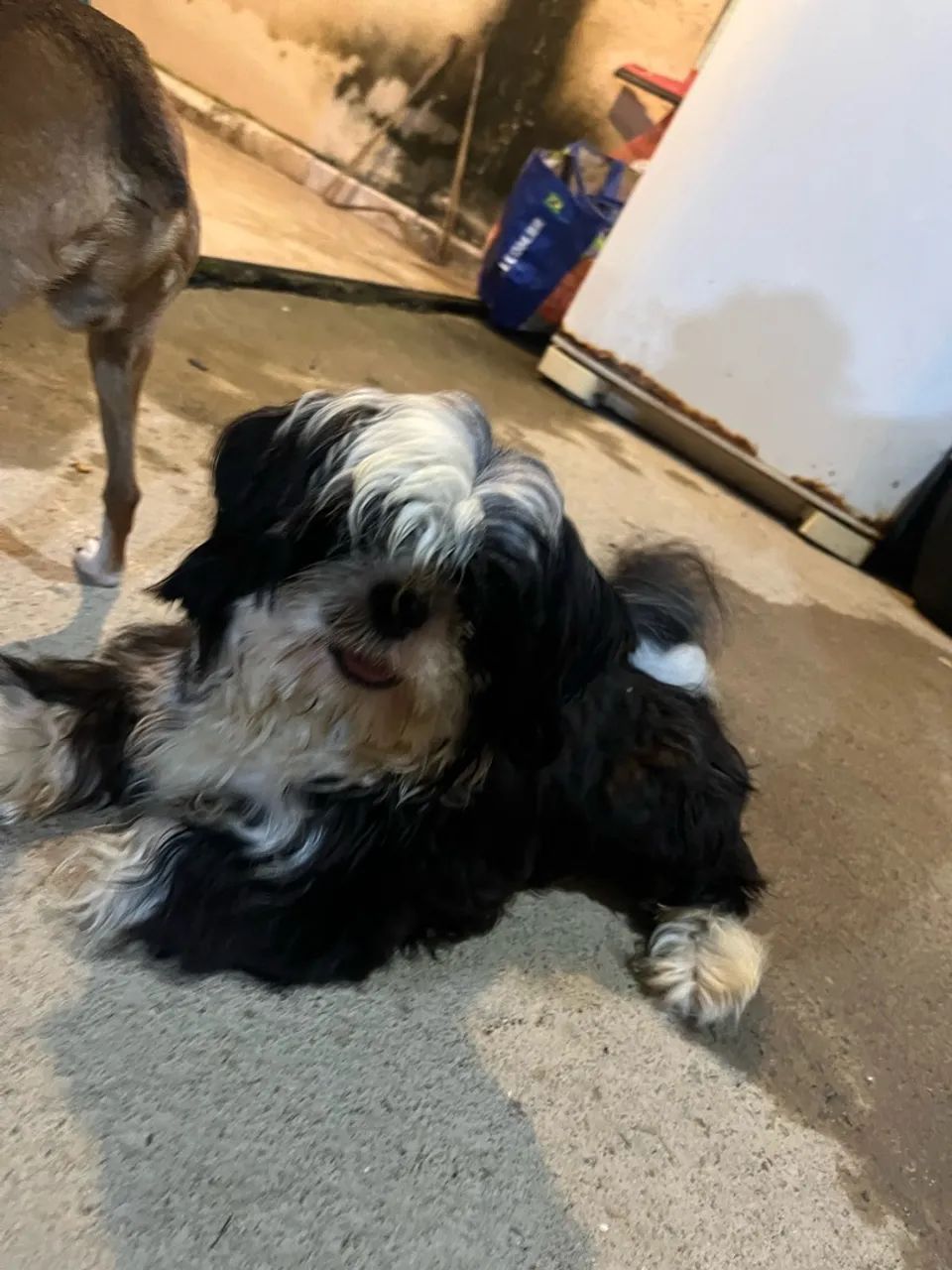 Shih-tzu macho  - Foto 4