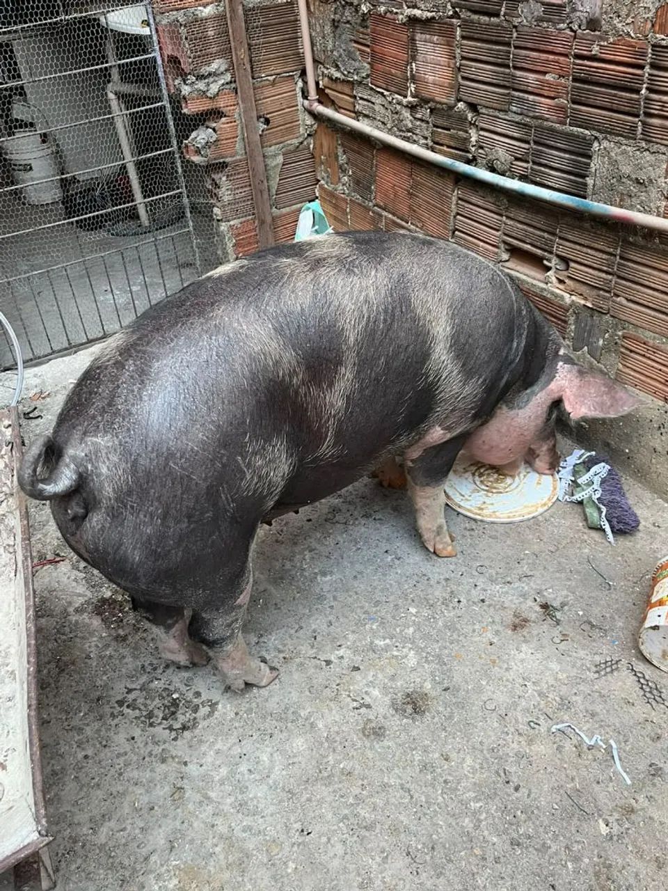 Porca  - Foto 5