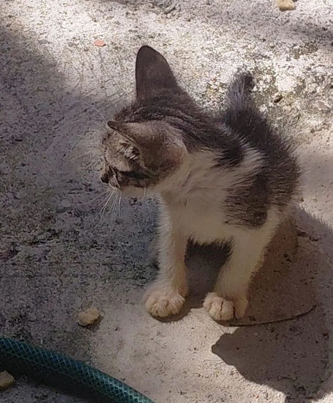 Gato de doação  - Foto 4