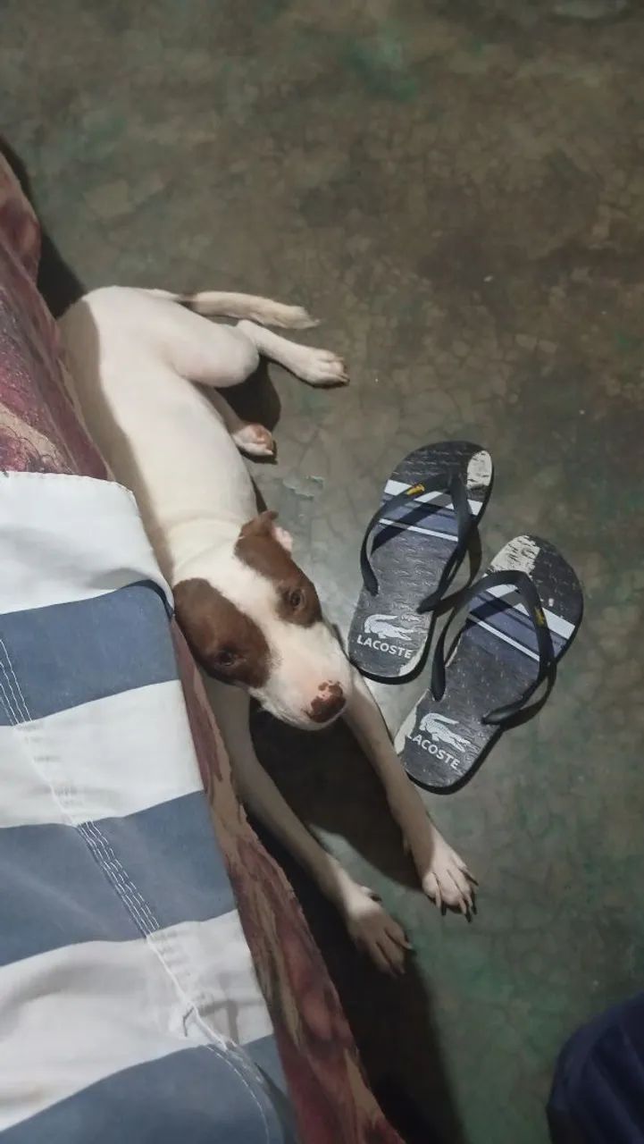 Doa-se cachorra - Foto 3