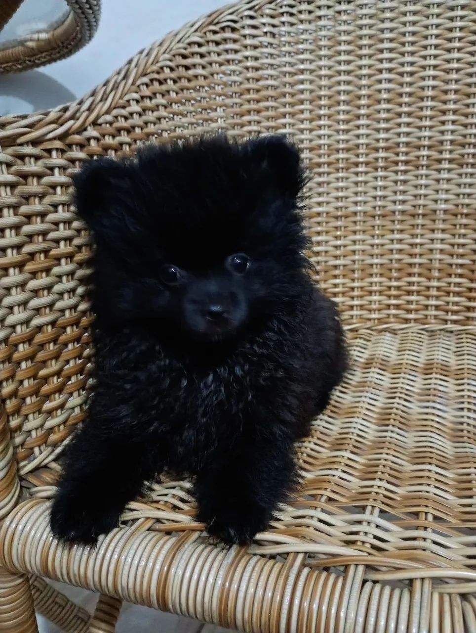 Spitz alemão 