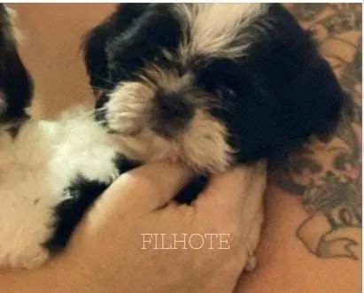 Shih tzu 