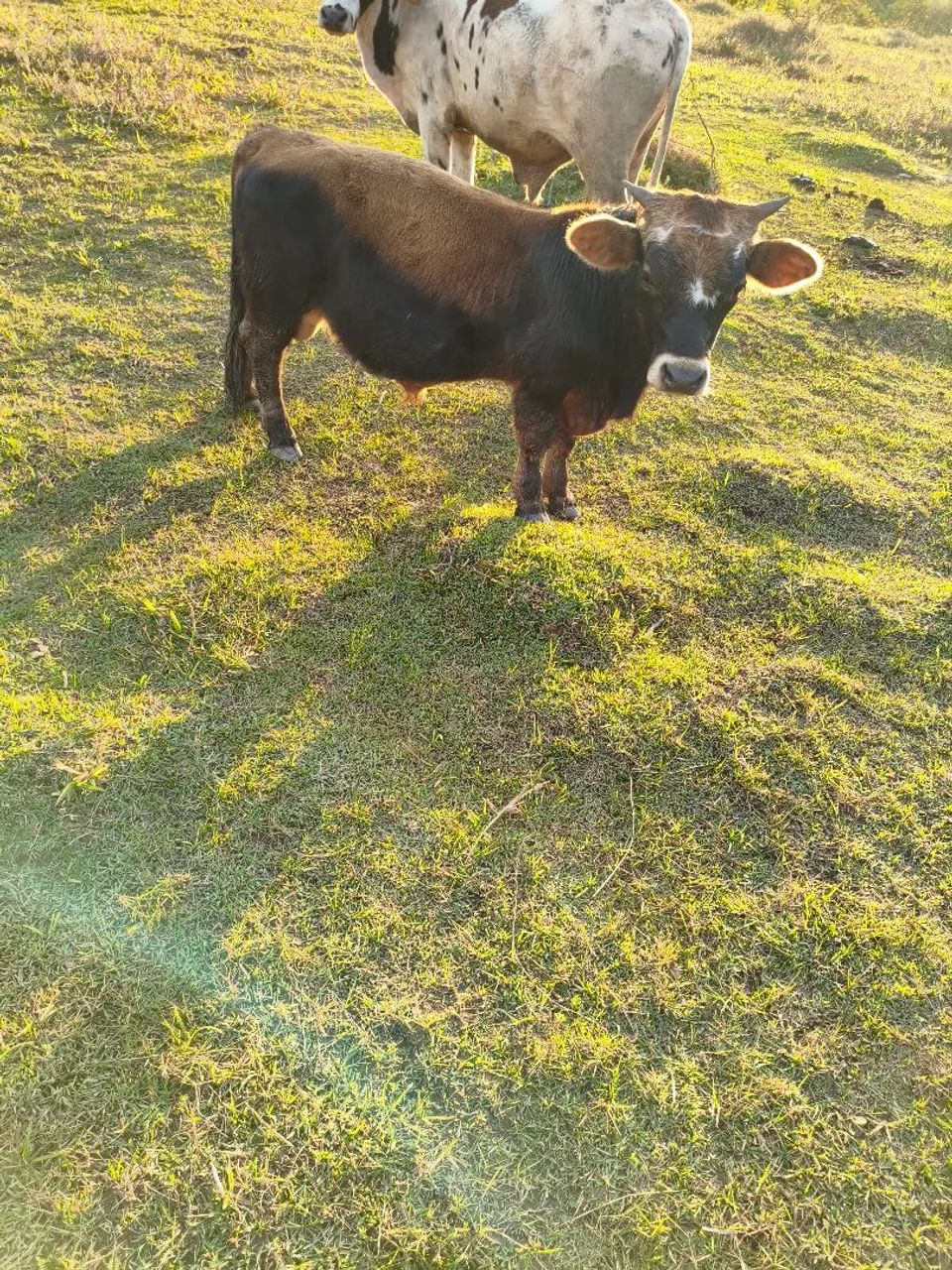 Mini boi bem pequeno  - Foto 2