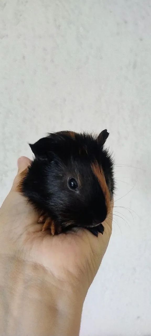 Bebês de Porquinho da Índia - Foto 4