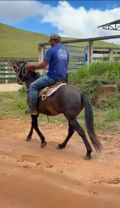 Cavalo macho mestiço manso 