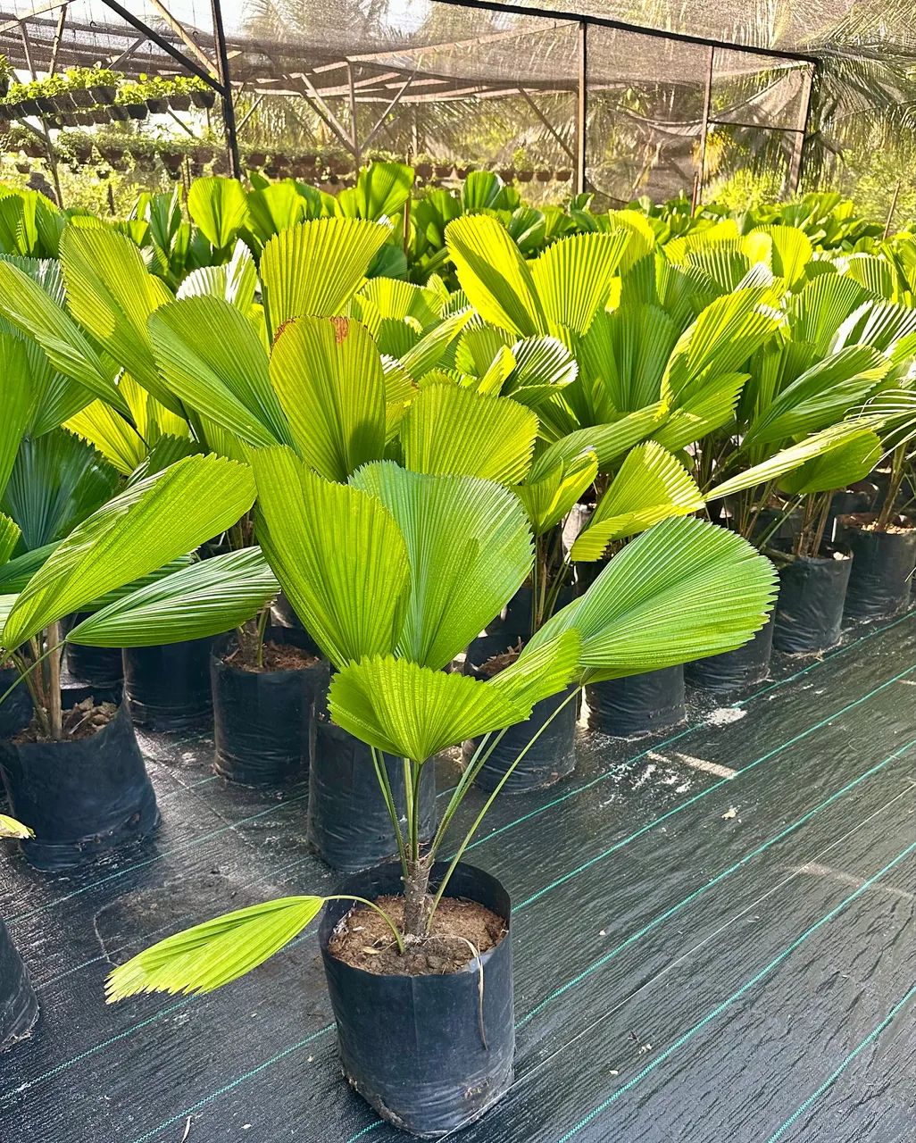 Palmeira Leque Licuala  - Foto 2