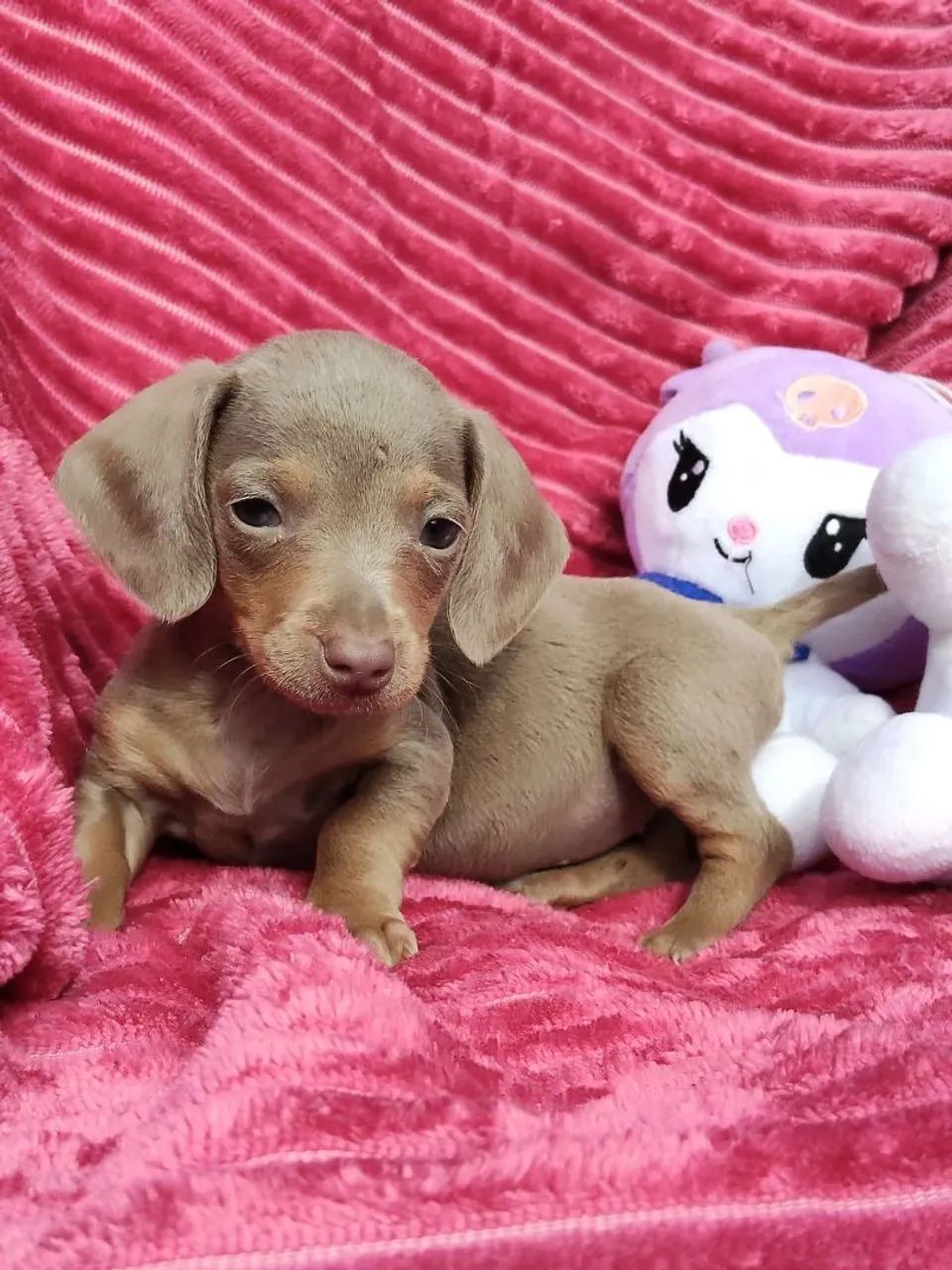 Daschund 