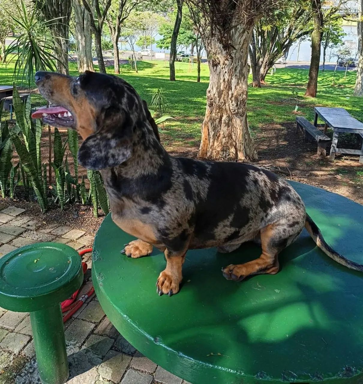 Dacshund procura namorada - Foto 4