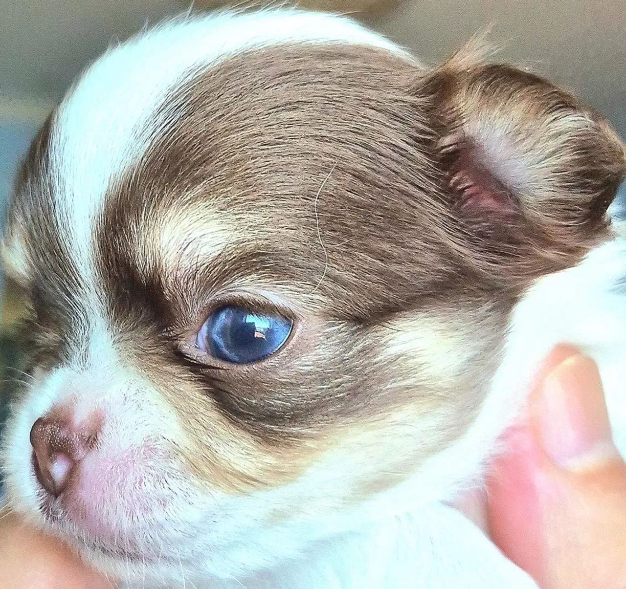 Chihuahuas pelo longo - Foto 2