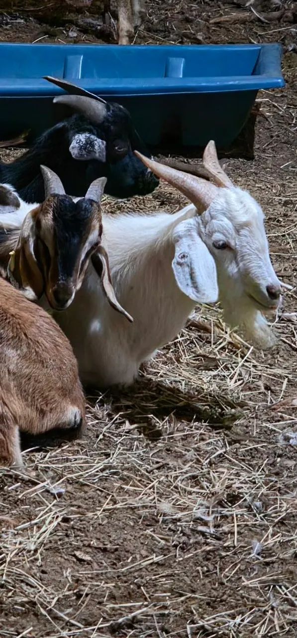 Cabrito, cabra, bode