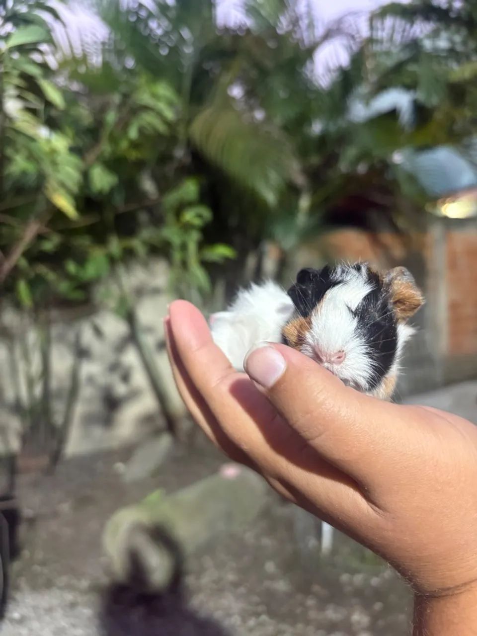 Porquinho da Índia - Macho - 15 dias - Entrega em todo o RJ - Foto 2