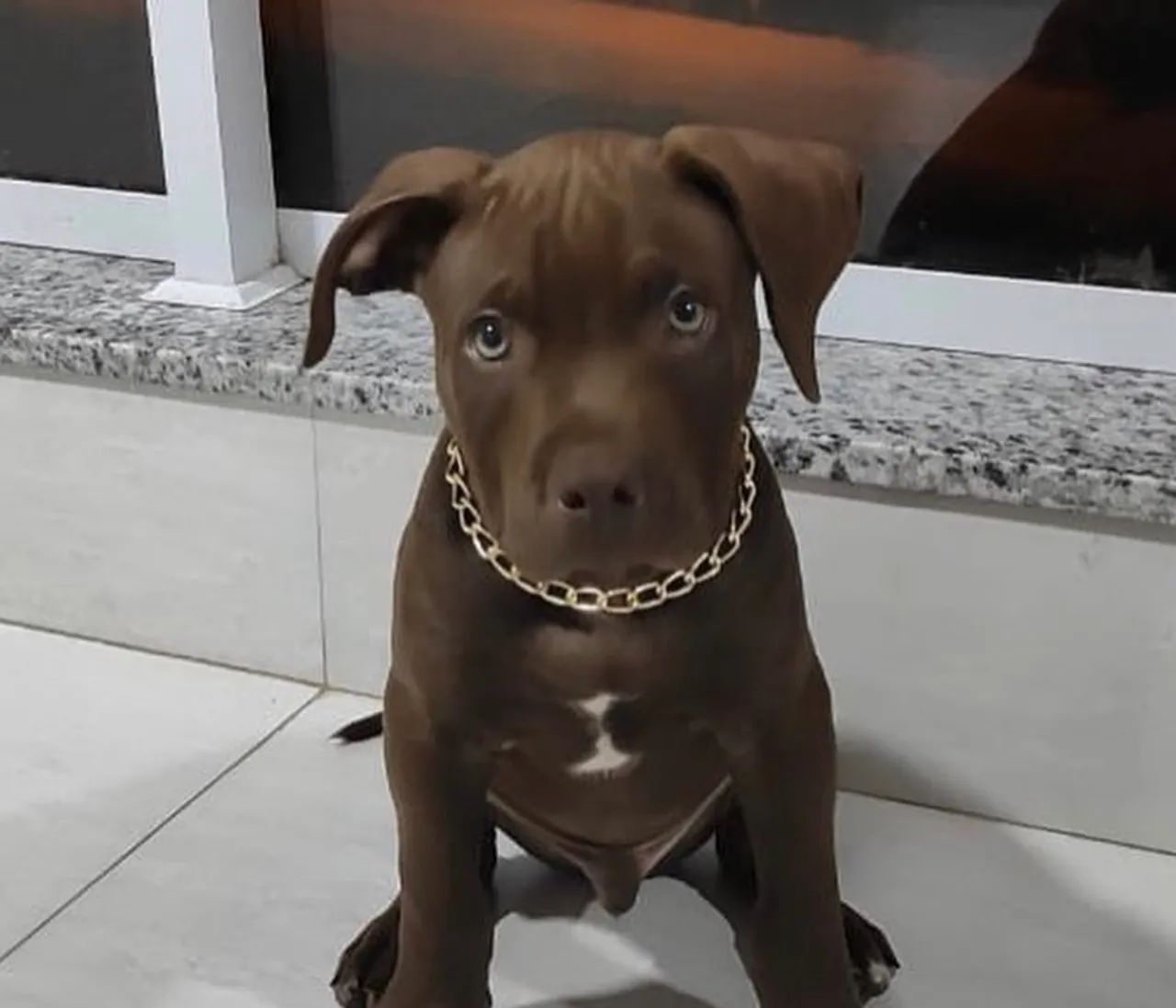 FILHOTES PITBULL - Foto 2