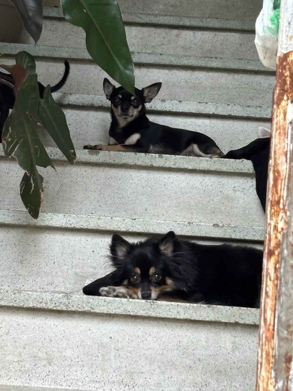 Chihuahua  - Foto 4